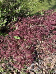 Acer palmatum 'Dissectum Atropurpureum' ⎜ Érable du Japon