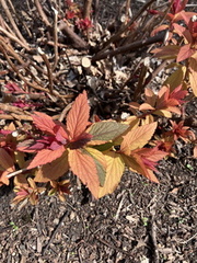 Spiraea japonica 'Goldflame' ⎜ Spirée