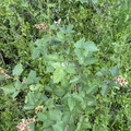 Rubus fruticosus 'Thornfree' ⎜ Ronce cultivée inerme