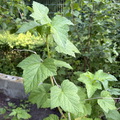 Ribes nigrum ⎜ Cassissier