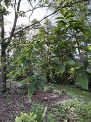 Castanea sativa ⎜ Châtaignier