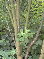 Laburnum ⎜ Laburnum