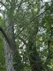 Salix alba ⎜ Saule blanc