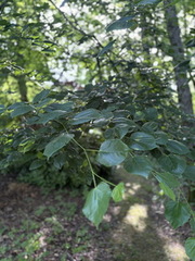 Tilia ⎜ tilleul