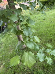 Corylus colurna ⎜ Noisetier de Byzance