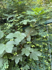 Acer pseudoplatanus ⎜ Érable sycomore