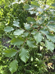 Fagus sylvatica ⎜ Hêtre commun
