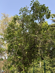 Prunus x serrulata ⎜ Cerisier du Japon
