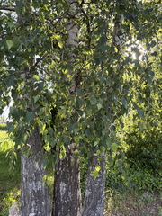 Betula verrucosa ⎜ Bouleau verruqueux